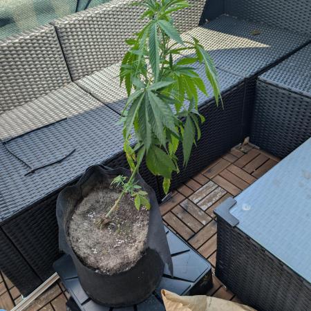 The White Sweet Candy OG One x Outdoor