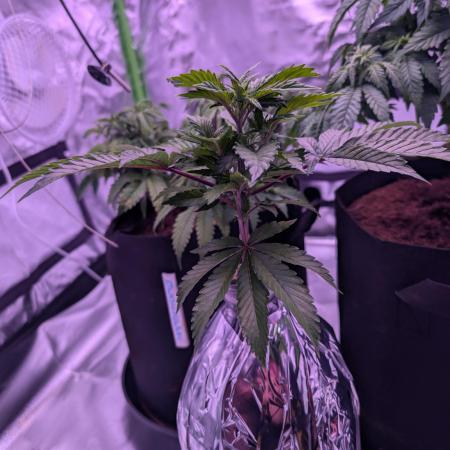 From Cut to Cup: GSC Kratky