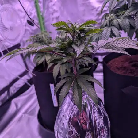 From Cut to Cup: GSC Kratky