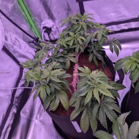 Girl Scout Cookies — Barneys Farm