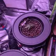 Cherry Pie, Tropical Ozz & Ice Cream 🚀