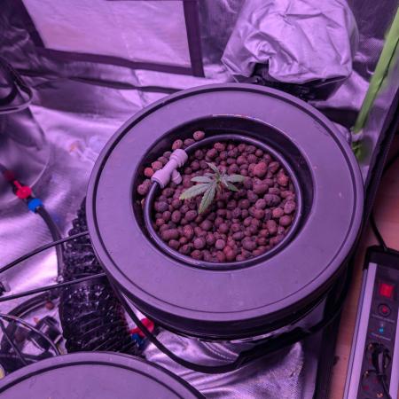 Cherry Pie, Tropical Ozz & Ice Cream 🚀