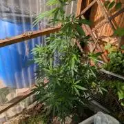 The White Sweet Candy OG One x Outdoor