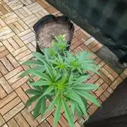 The White Sweet Candy OG One x Outdoor