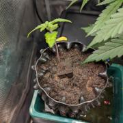 The White Sweet Candy OG One x Outdoor