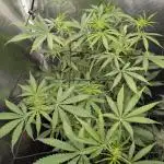 Gorilla Cookies Auto x Fast Buds