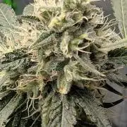 Peach Lassi x Mary Jane 2026