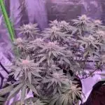 Girl Scout Cookies — Barneys Farm