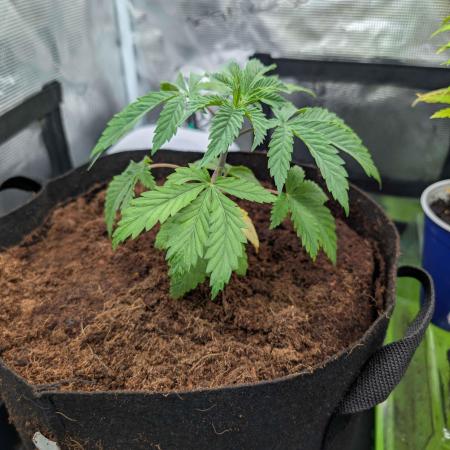 Girl Scout Cookies — Barneys Farm