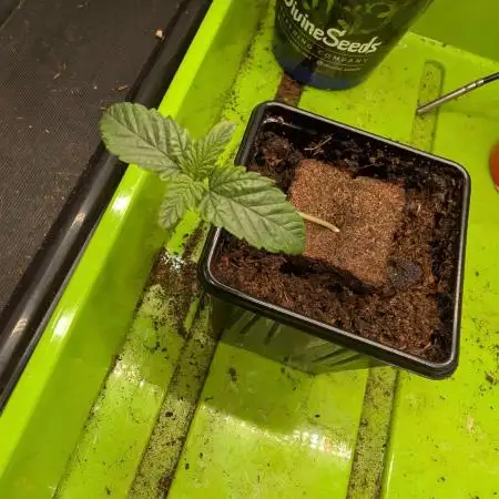 Girl Scout Cookies — Barneys Farm