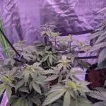 Girl Scout Cookies — Barneys Farm