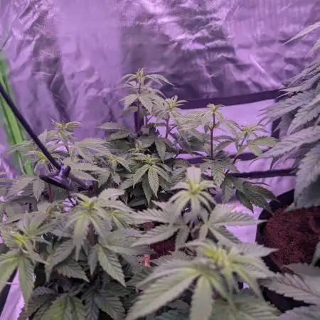 Girl Scout Cookies — Barneys Farm