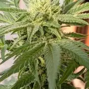 The White Sweet Candy OG One x Outdoor
