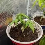 Auto Pablo Escobar - Divine Seeds GACv2