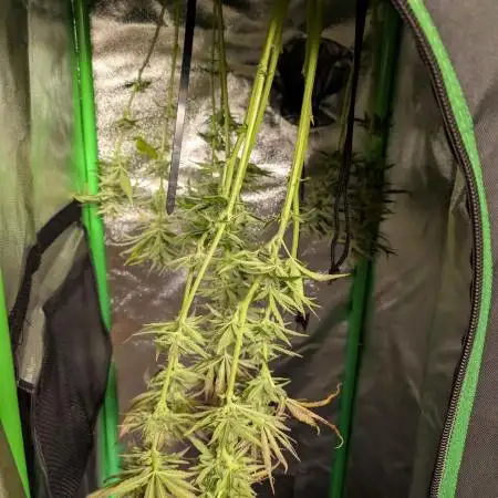 Small Tent, Big Dreams