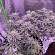 Girl Scout Cookies — Barneys Farm