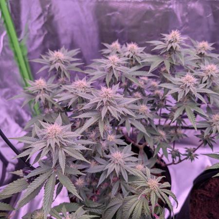 Girl Scout Cookies — Barneys Farm