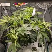 Sticky Broccoli DWC x Eternity Cup 2026