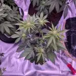 From Cut to Cup: GSC Kratky