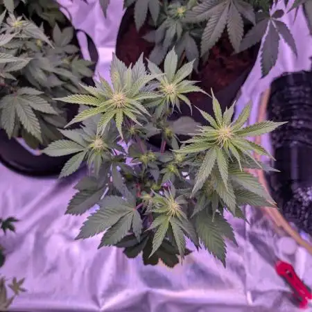 From Cut to Cup: GSC Kratky