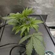 Peach Lassi x Mary Jane 2026