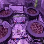 Gassy Terps & Sativa Power