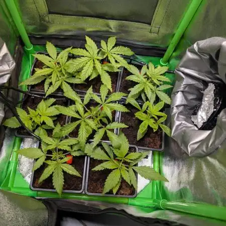Small Tent, Big Dreams