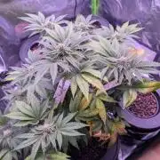 RDWC Cuts x The White Sweet Candy OG One