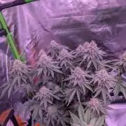 Girl Scout Cookies — Barneys Farm