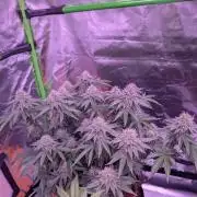 Girl Scout Cookies — Barneys Farm