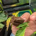 Girl Scout Cookies — Barneys Farm