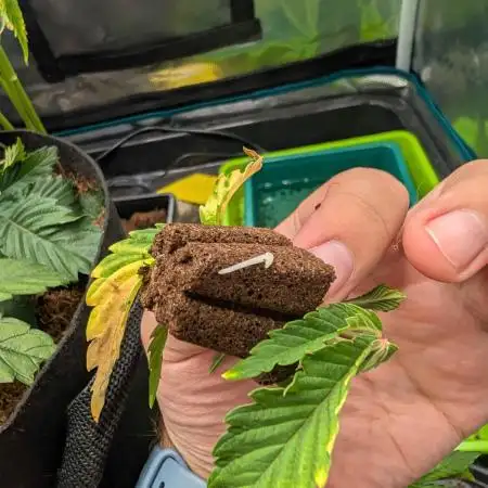Girl Scout Cookies — Barneys Farm