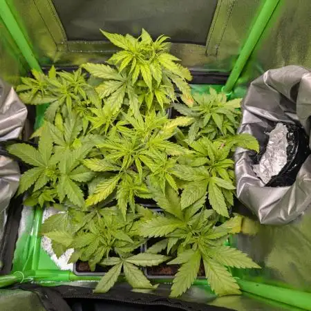 Small Tent, Big Dreams