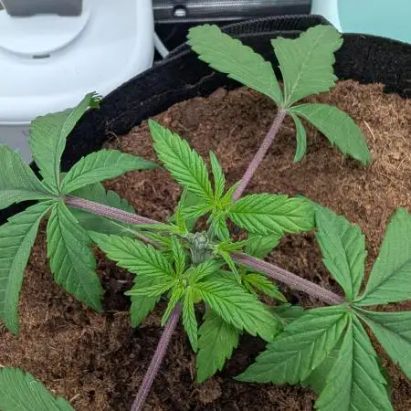 Tropicana Cookies FF x Fast Buds