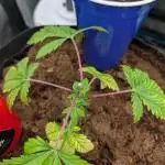Girl Scout Cookies — Barneys Farm