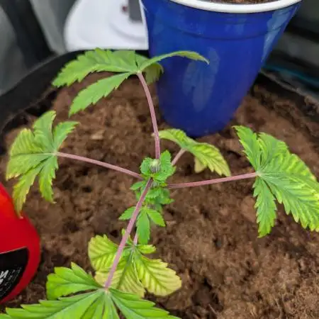 Girl Scout Cookies — Barneys Farm