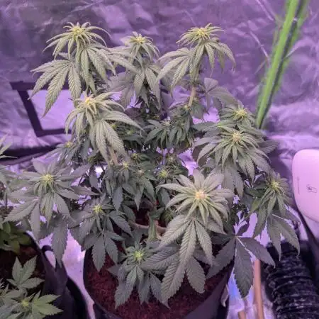 Graffiti Dreams – Permanent Marker