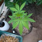 The White Sweet Candy OG One x Outdoor
