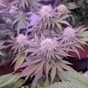 From Cut to Cup: GSC Kratky