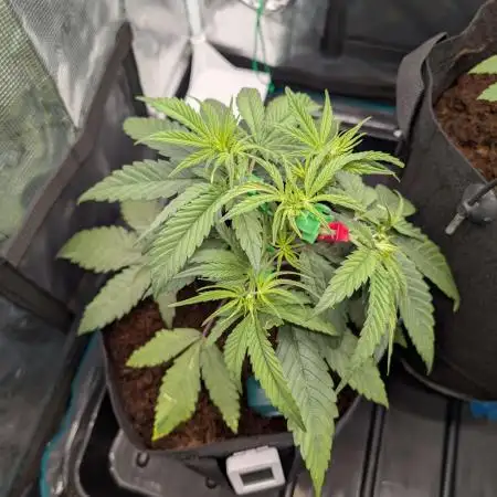 Tropicana Cookies FF x Fast Buds