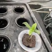 Ice Cream Cake x DWC