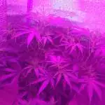 1st Grow Lsd + Liberty Haze 