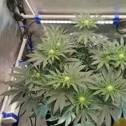 Die nächste Kirsche