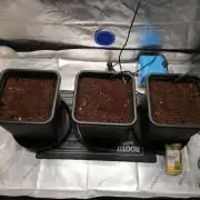 FastBud - Papayton -