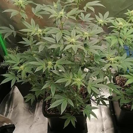 (Dutch Passion Contest) Orange Bud 2.0