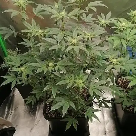 (Dutch Passion Contest) Orange Bud 2.0