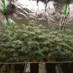 Nectar Drip (Zamnesia&TICAL)