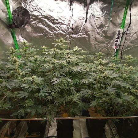 Nectar Drip (Zamnesia&TICAL)