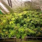Sweetopia -Paradise Seeds-