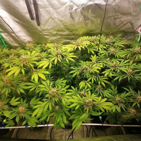 Sweetopia -Paradise Seeds-